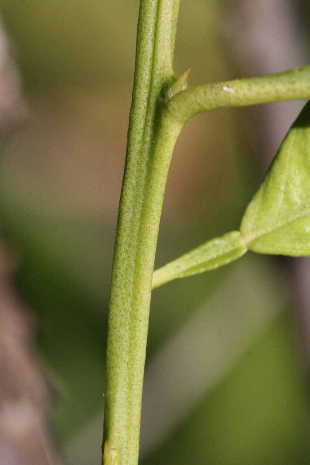              First year twig (Riverside, CA)       